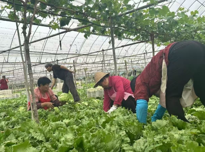 学习贯彻党的二十届四中全会精神在西安高新科技赋能“立体田园”